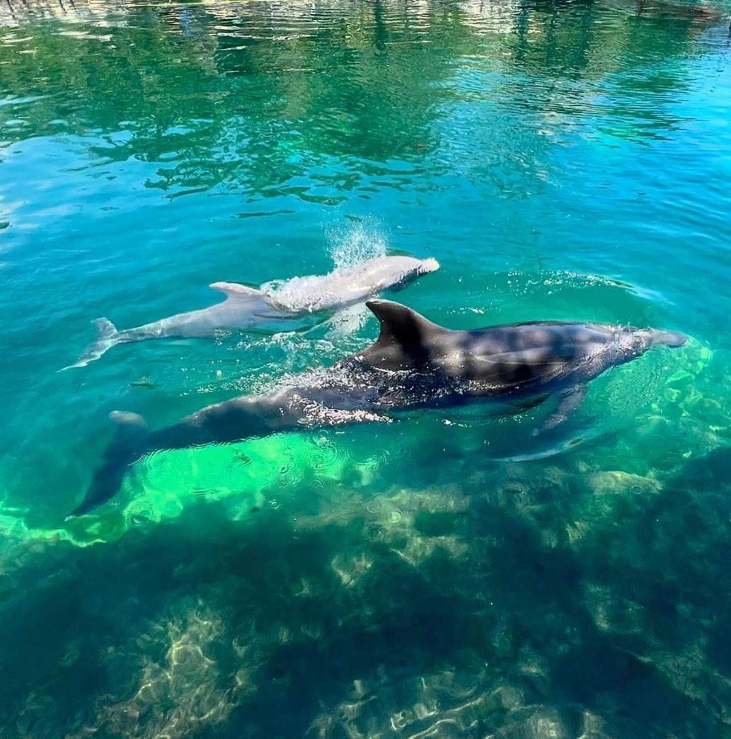 شقة Puerto Aventuras, Departamento A Unos Pasos De La Playa المظهر الخارجي الصورة